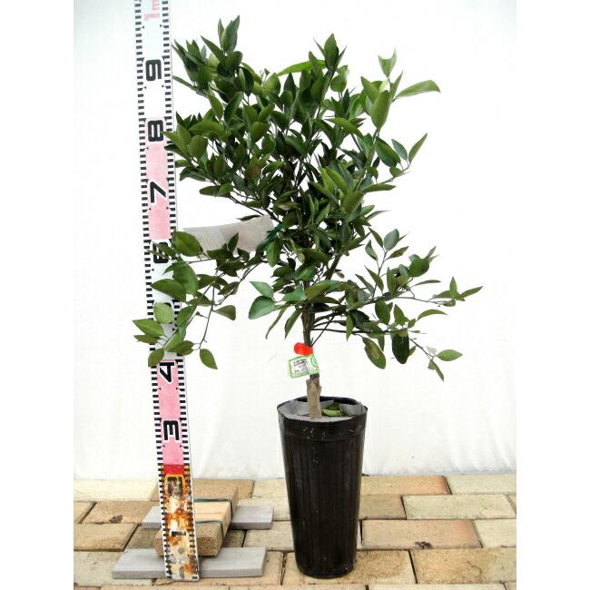 みかん 苗木 西南のひかり （西南の光） 2年生接木苗 登録品種・品種