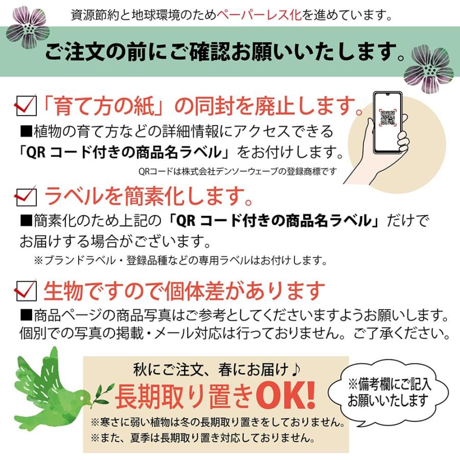 せとか みかん 3年生接木大苗 産地で剪定済 1.0m苗 登録品種・品種登録