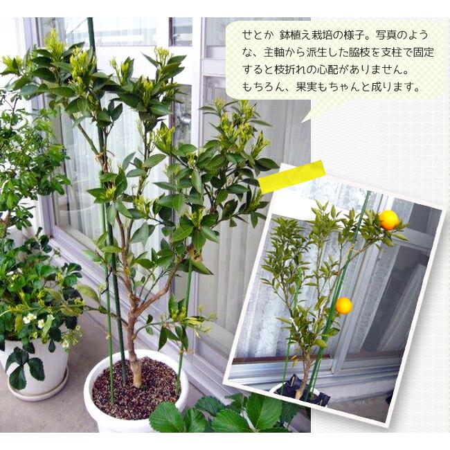 せとか みかん 3年生接木大苗 産地で剪定済 1.0m苗 登録品種・品種登録