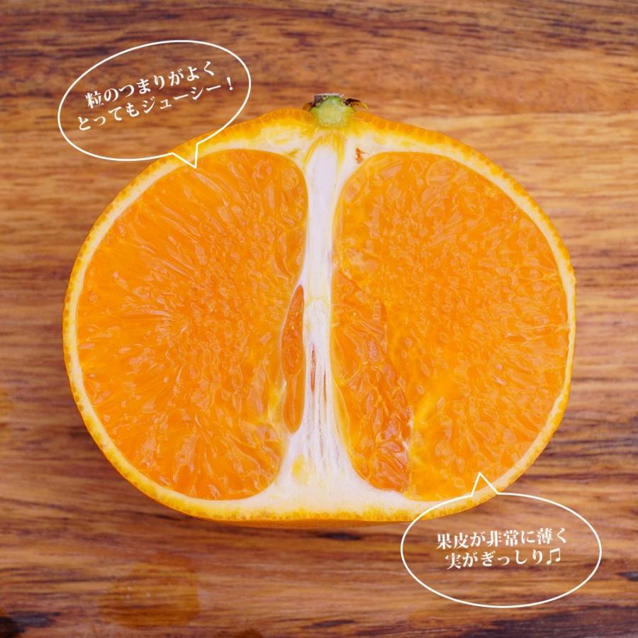 せとか みかん 2年生接木苗 登録品種・品種登録 : 苗木部 花ひろば