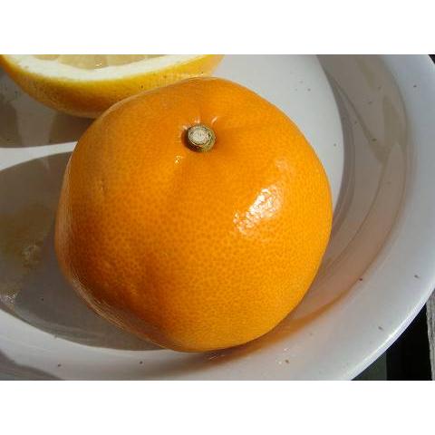 せとか みかん 2年生接木苗 登録品種・品種登録 : 苗木部 花ひろば