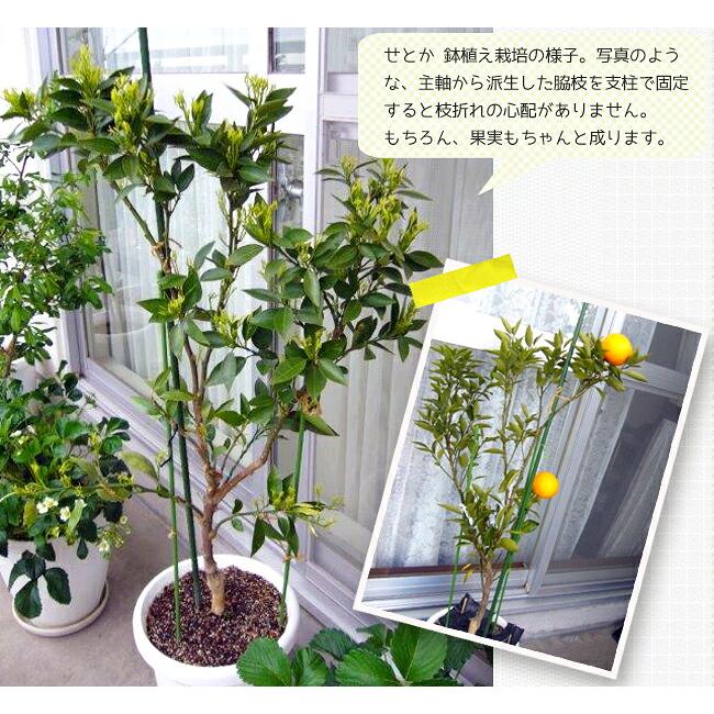 みかん 苗木 せとか はるみ 2本セット 果樹高さ約80.90cm8/23 せとか みかん 2年生接木苗 登録品種・品種登録 予約販売10〜11月頃