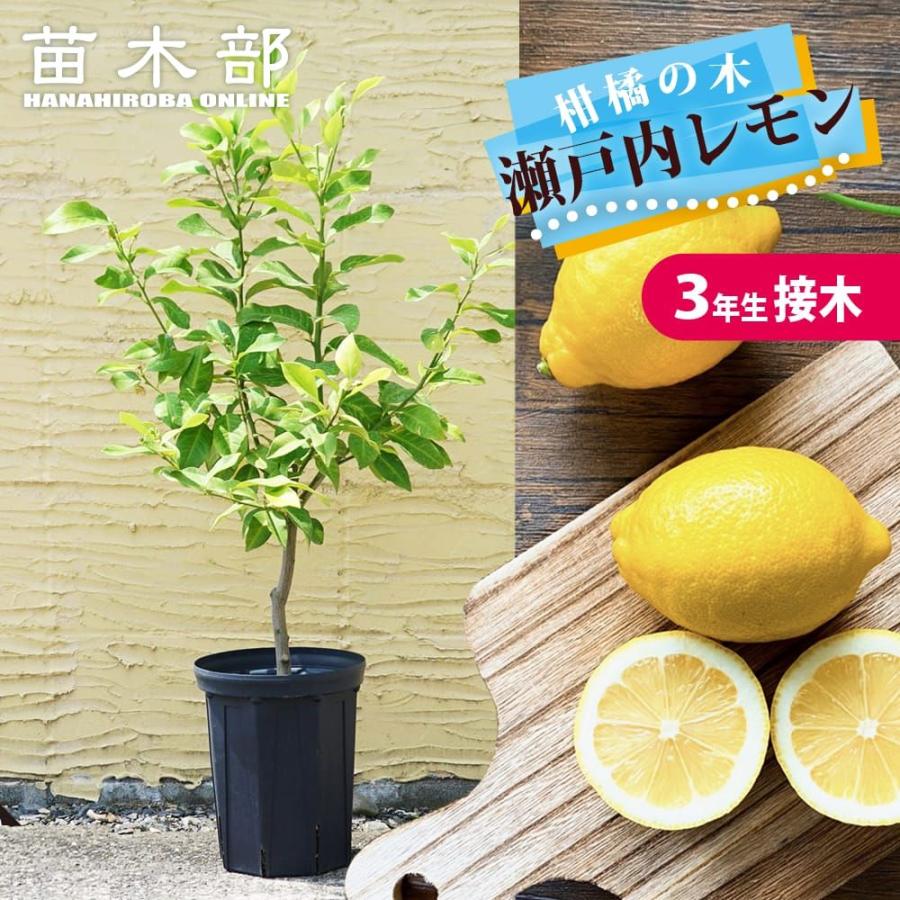 レモンの木 鉢植え 瀬戸内レモン 3年生接木大苗 7号スリット鉢植え