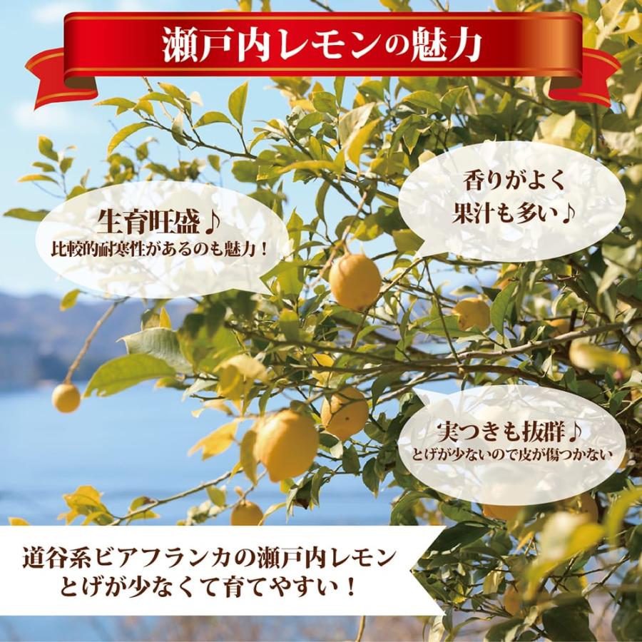 レモンの木 瀬戸内レモン 3年生接木大苗 産地で剪定済 1.0m苗 : 苗木部