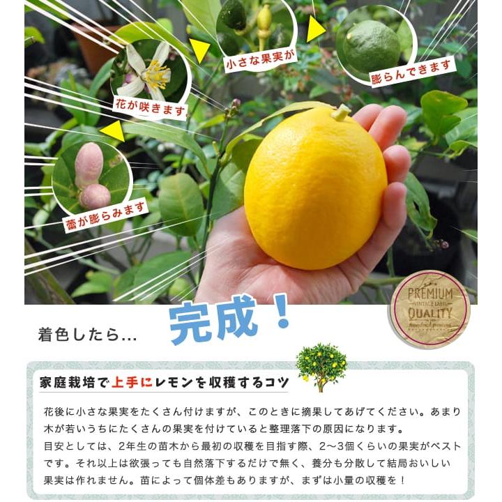レモンの木 瀬戸内レモン 4年生接木大苗 産地で剪定済 1.5m苗 大型宅配