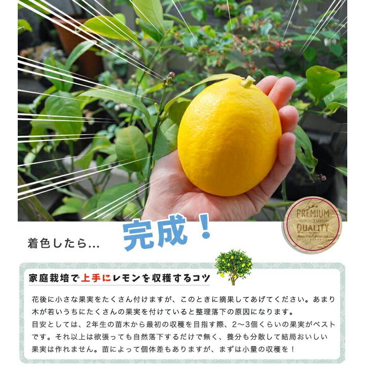 レモンの木 瀬戸内レモン 1年生接木苗 爆買 : 苗木部 花ひろば