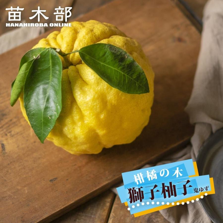 柚子 苗木 獅子柚子 （鬼柚子） 3年生接木大苗 シシユズ オニユズ 産地