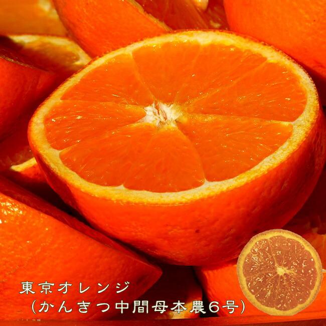 オレンジ 苗木 かんきつ中間母本農6号 （ちゅうかんぼほんのう） 2年生