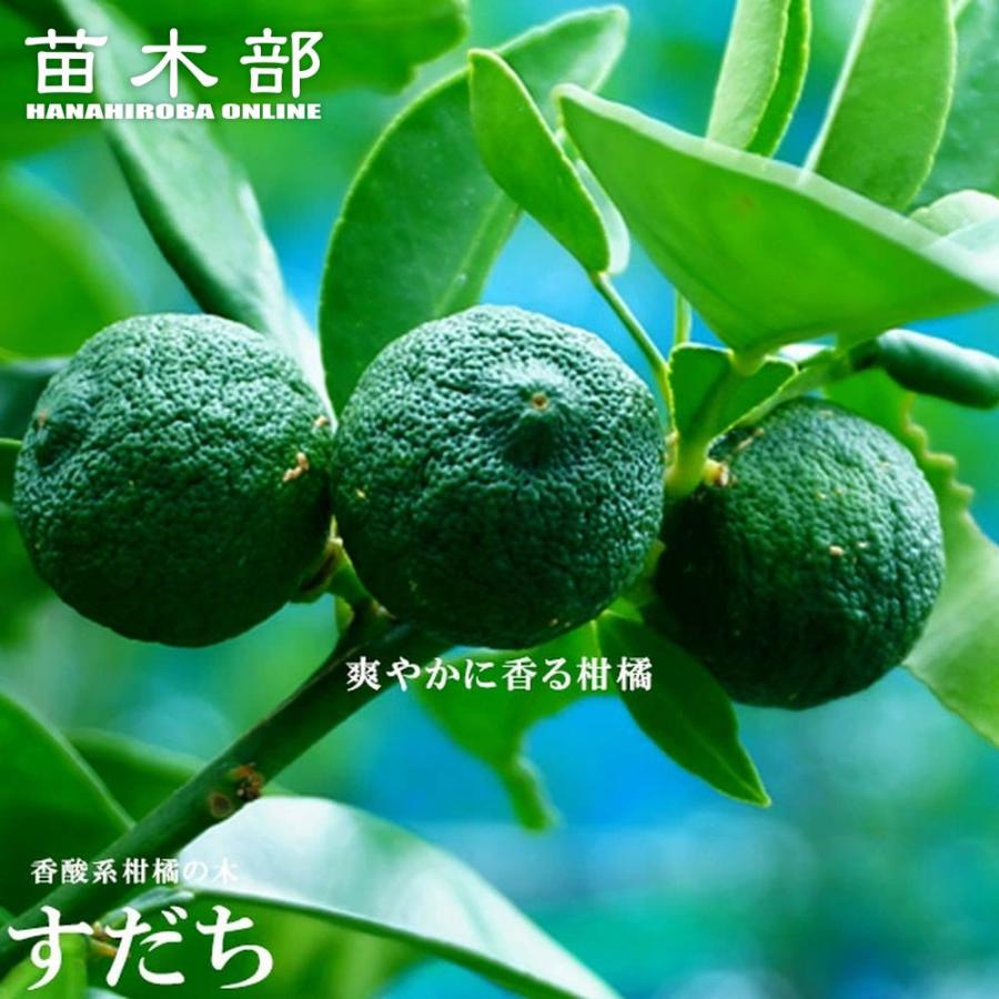 すだち 2年生接木苗 爆買いweek : 苗木部 花ひろばオンライン - 通販