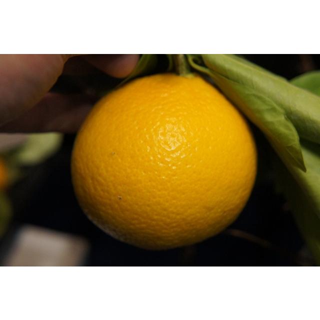 ドット スイートスプリング 3年生 苗木 スイートスプリング 3年生接木大苗 産地で剪定済 1.0m苗 : 苗木部 花