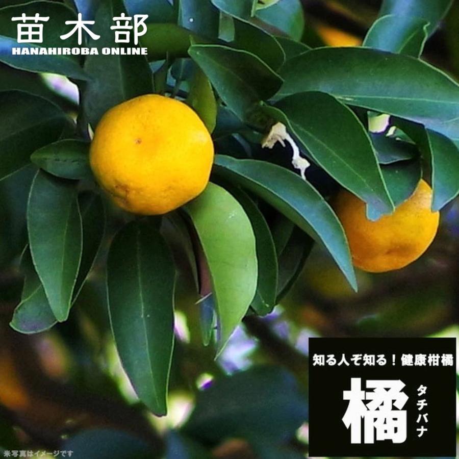 橘 （タチバナ） 1年生接木苗 爆買いweek : 苗木部 花ひろばオンライン