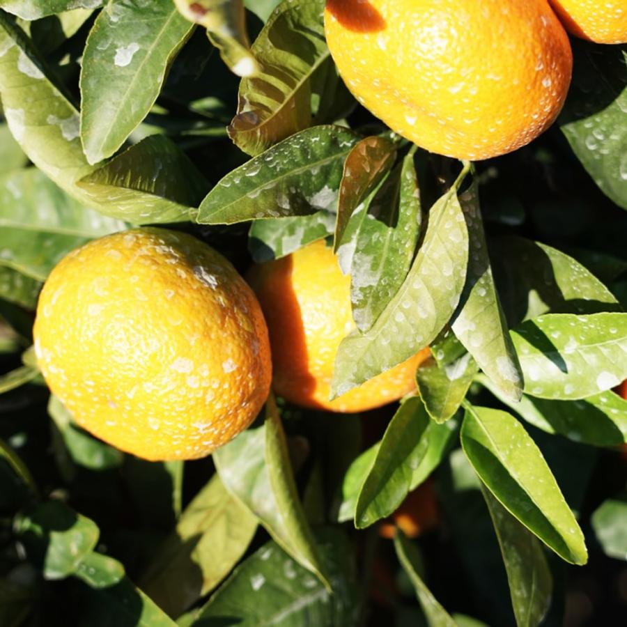 みかん 苗木 田口早生温州みかん 3年生接木大 産地で剪定済 1.0m苗