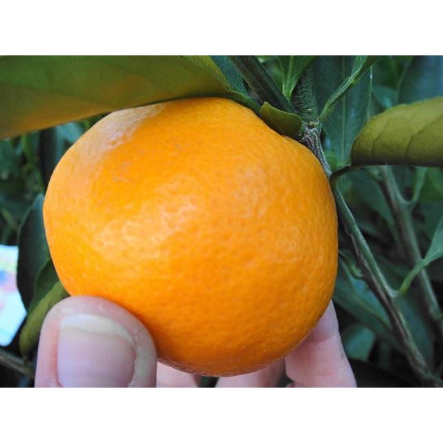 みかん 苗木 田口早生温州みかん 3年生接木大 産地で剪定済 1.0m苗