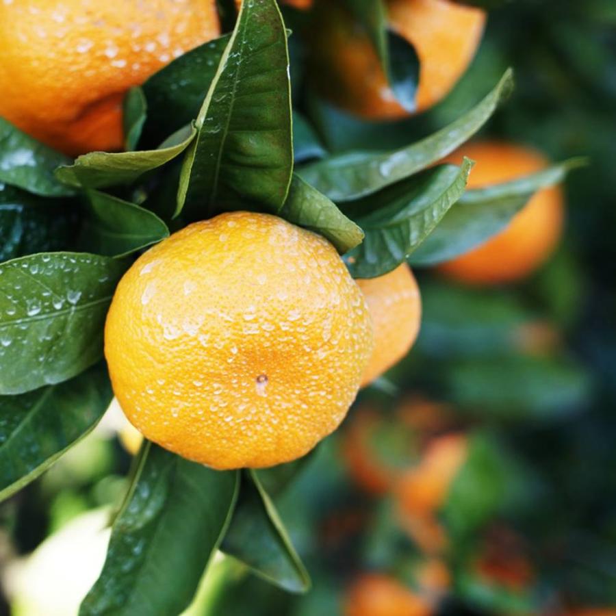 田口早生みかん 3年生 苗木 幹太め みかん 苗木 田口早生温州みかん 3年生接木大 産地で剪定済 1.0m苗