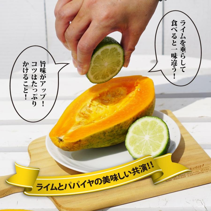 ライム 苗木 タヒチライム 3年生接木大苗 産地で剪定済 1.0m苗 予約