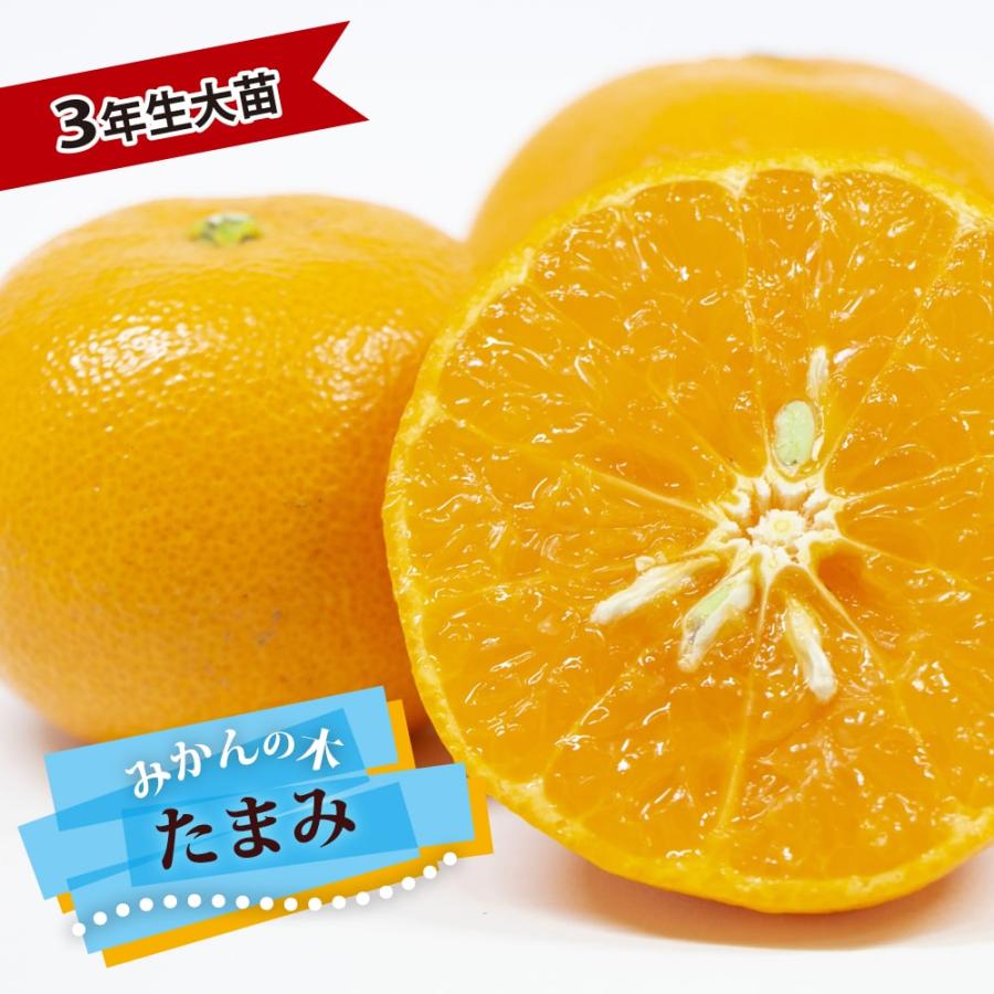 みかん 苗木 たまみ 3年生接木大苗 産地で剪定済 1.0m苗 登録品種