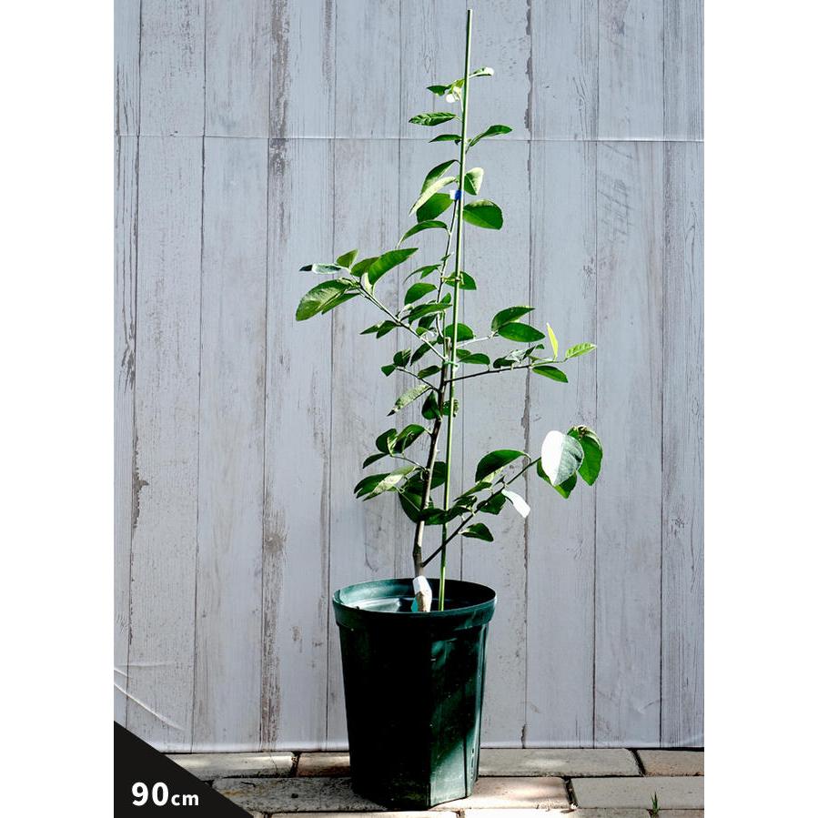 種無し すだち 2年生 接ぎ木 スリット鉢植え Kankitsu Tanenashisudachi 4 苗木部 花ひろばオンライン 通販 Yahoo ショッピング
