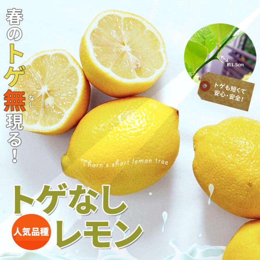 レモンの木 トゲなしレモン 1年生接木苗 爆買いweek : 苗木部 花ひろば
