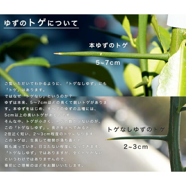 トゲなし柚子 とげなしゆず 3年生 接ぎ木 大苗 Kankitsu Togenashiyuzu 03 苗木部 花ひろばオンライン 通販 Yahoo ショッピング