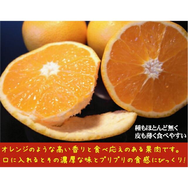 ①津之輝 4年生 大苗 実つき! 登録品種(世界一小さい桜島小 ①津之輝 4年生 大苗 実つき! 登録品種(世界一小さい桜島小