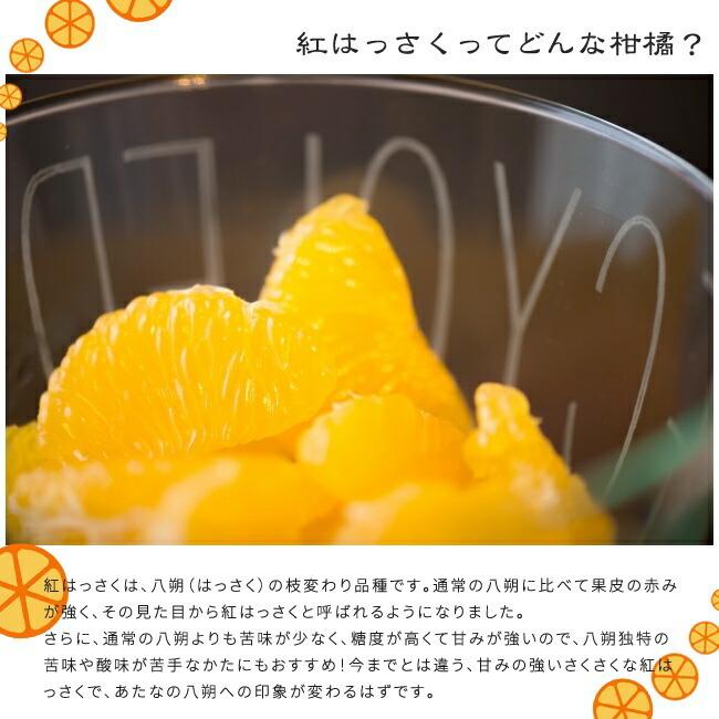 Yd紅八朔 はっさく 1年生 わい性台木 接ぎ木 苗木 Kankitsu Ydi Benihassaku 苗木部 花ひろばオンライン 通販 Yahoo ショッピング