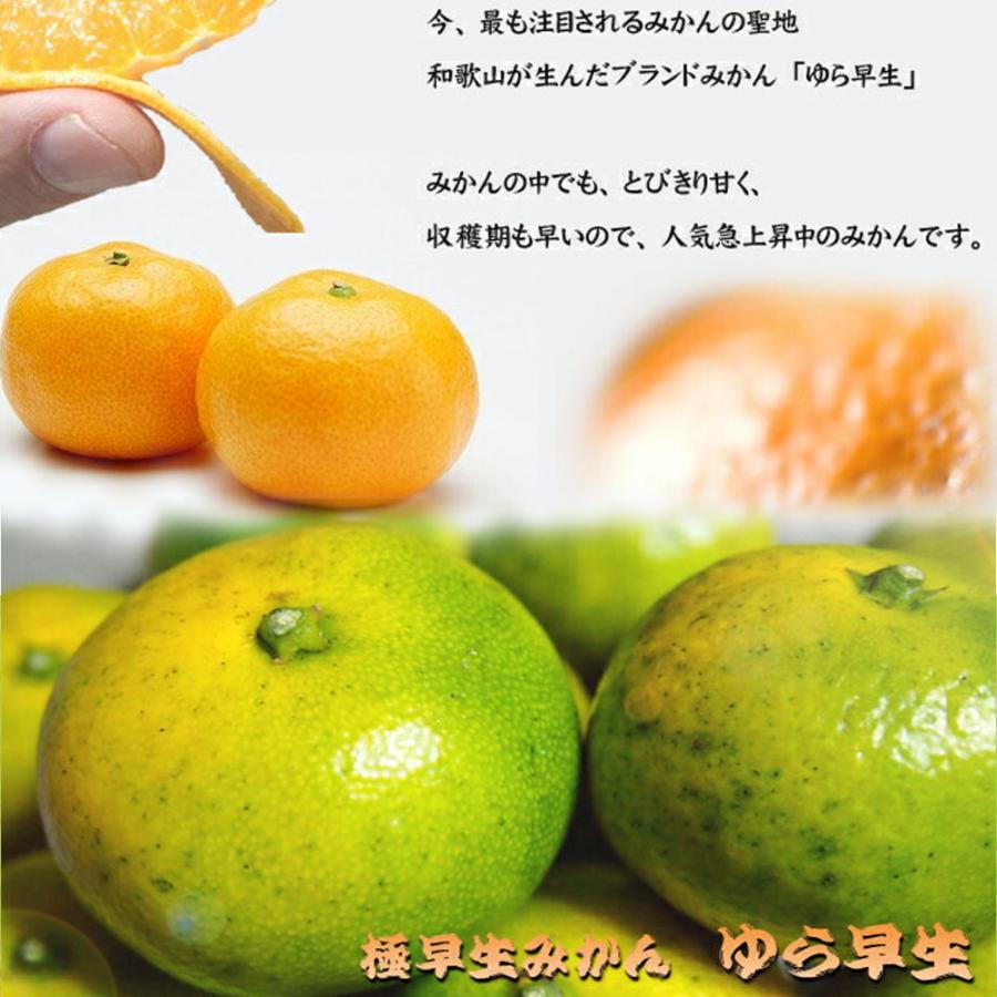 みかん 苗木 ゆら早生 温州みかん 4年生 接木 大苗 ナーセリーポット