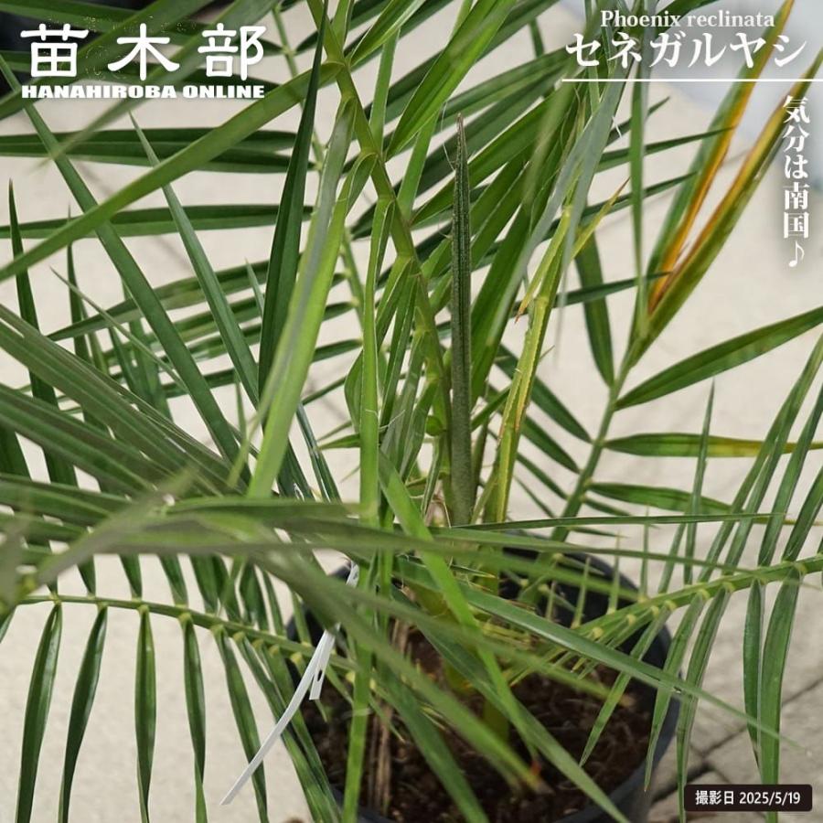 ヤシの木 セネガルヤシ 6号鉢植え 爆買いweek : 苗木部 花ひろば