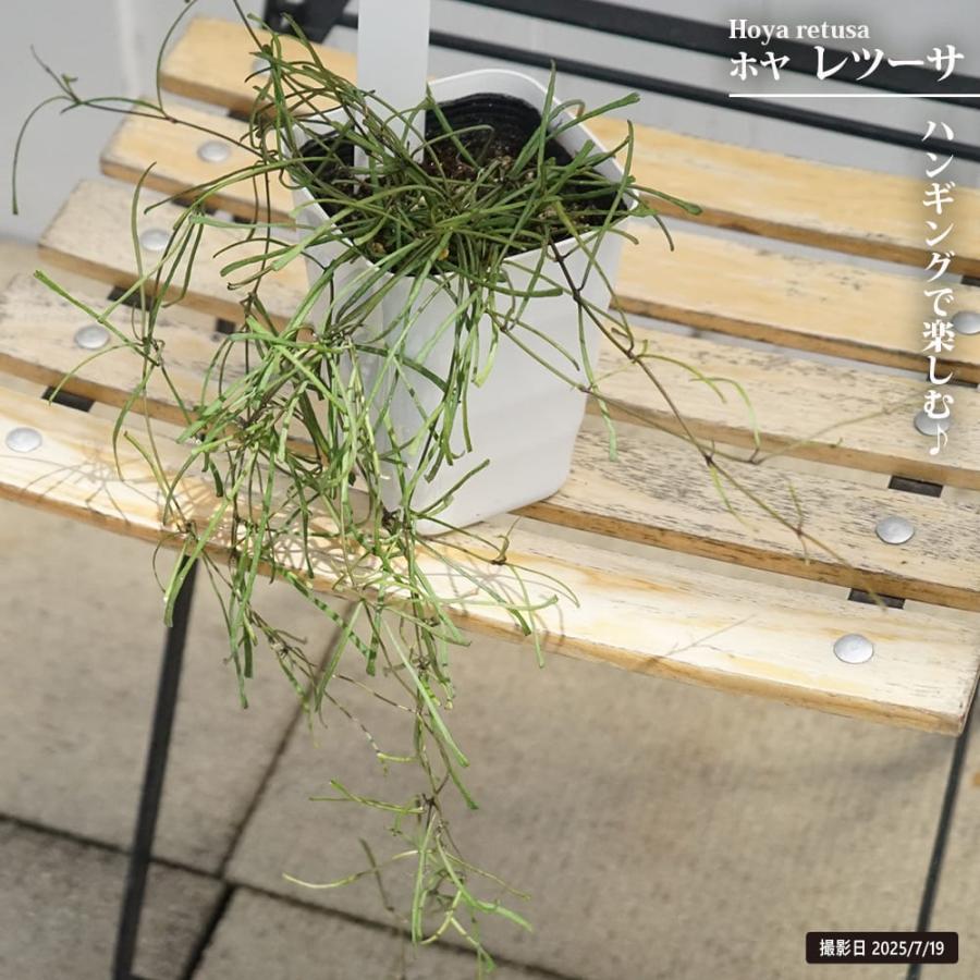user_ca95e3f0です♪複数割引！クンシラン　ホヤ　レツーサ他４点 hoya-001-03.jpg