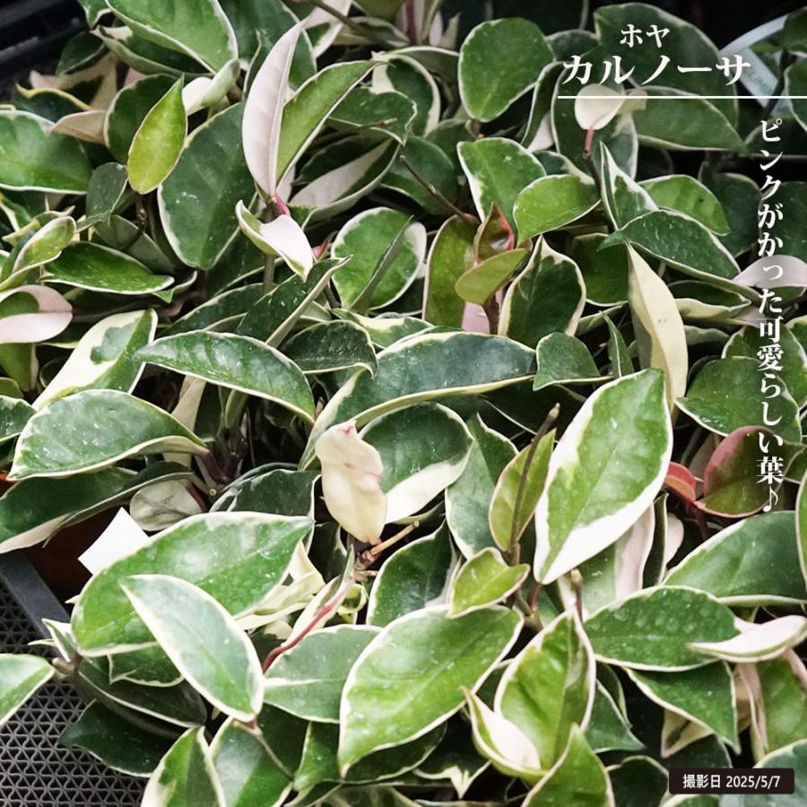 ホヤ カルノーサ 3.5号鉢植え 爆買いweek : 苗木部 花ひろばオンライン