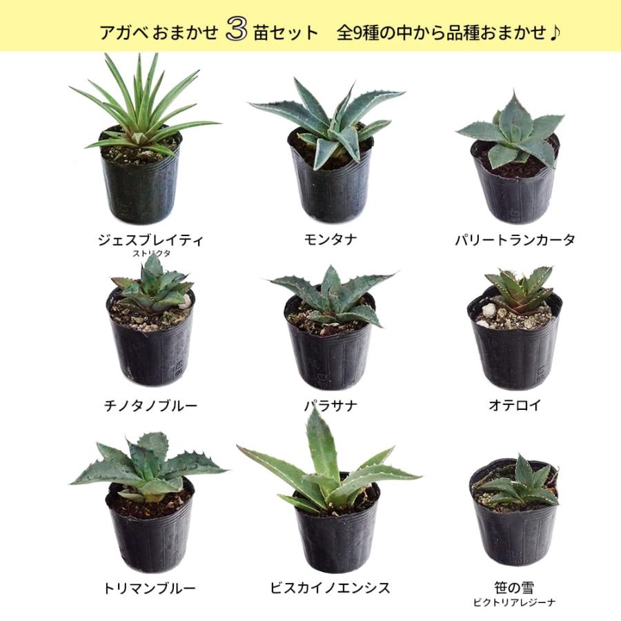 アガベ ハイブリッド3種セット アガベ おまかせ3苗セット 2号ポット苗 : 苗木部 花ひろばオンライン