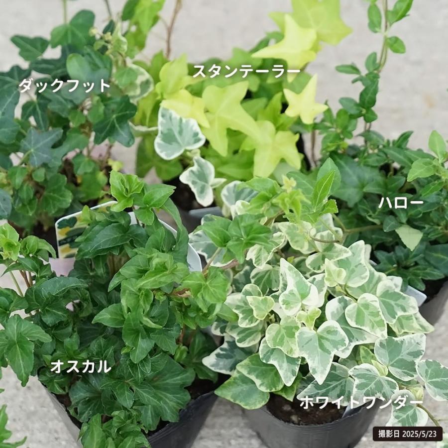 ヘデラ ヘリックス ダックフット 2.5号ポット苗 : 苗木部 花ひろば