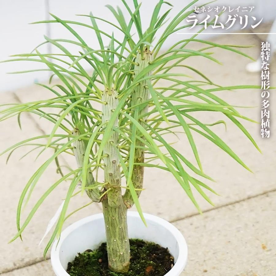 セネシオクレイニア ライムグリン （モンキーツリー）鉢苗 : 苗木部 花