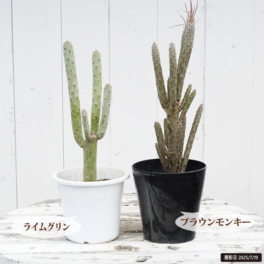 セネシオクレイニア ライムグリン （モンキーツリー）4号鉢苗 : 苗木部