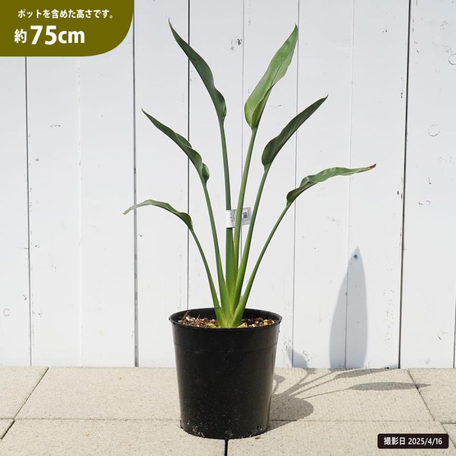 ストレリチア（ストレチア） レギネ 7号黒鉢植え : 苗木部 花ひろば