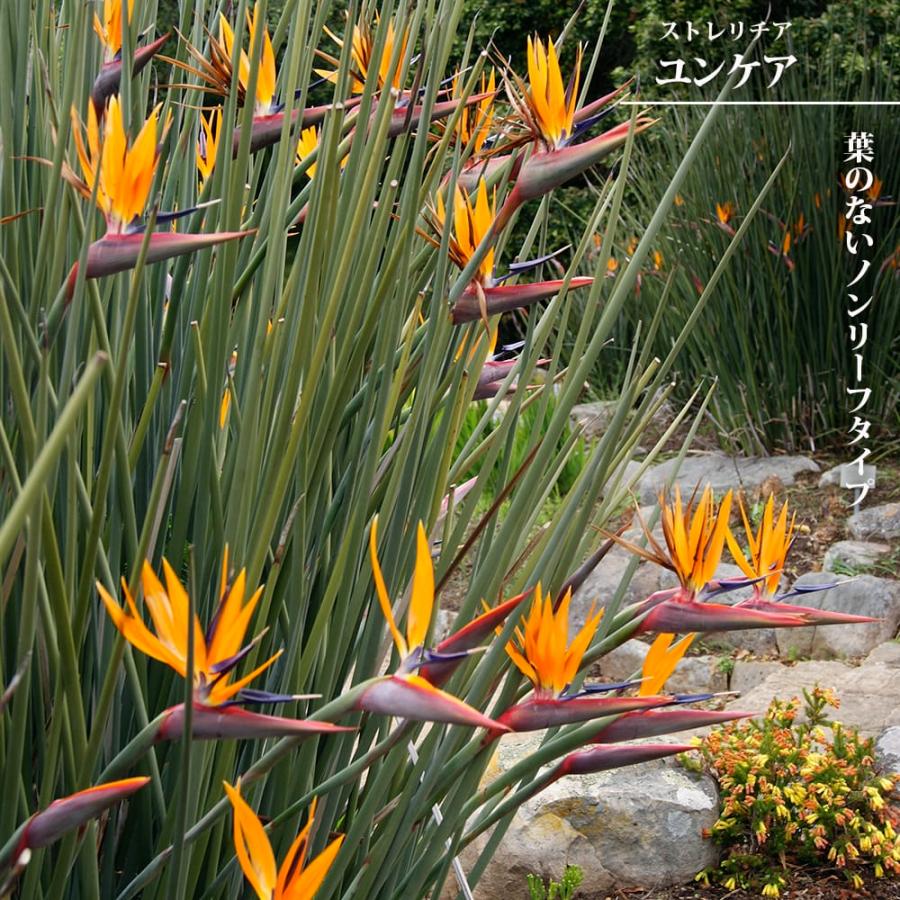 ノンリーフ　ストレチア　ユンケア ストレリチア（ストレチア） ユンケア 6号黒鉢植え 爆買いweek : 苗木