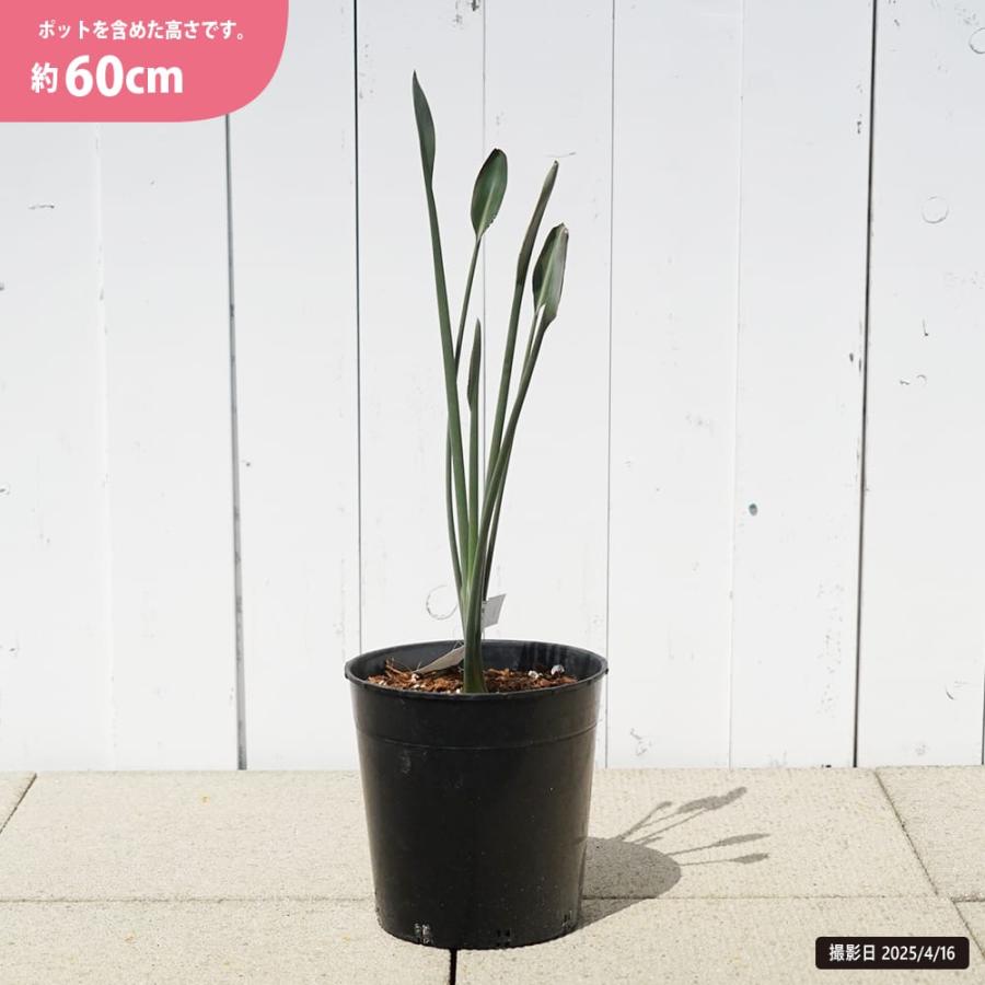 ストレリチア（ストレチア） ユンケア 6号黒鉢植え 爆買いweek : 苗木