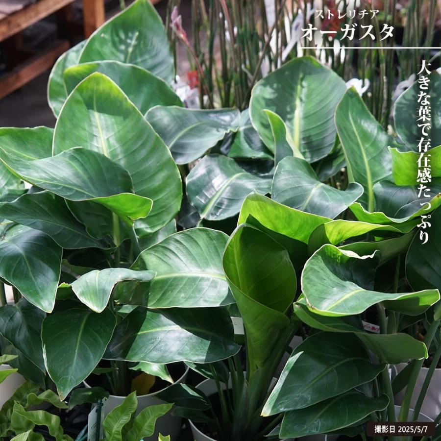 タイムセール！オーガスタ　ニコライ　苗　苗木　3株植え　10号鉢　ストレリチア ストレリチア（ストレチア） オーガスタ 6号白鉢植え 爆買いweek