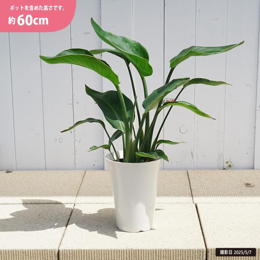 ストレリチア（ストレチア） オーガスタ 6号白鉢植え : 苗木部 花