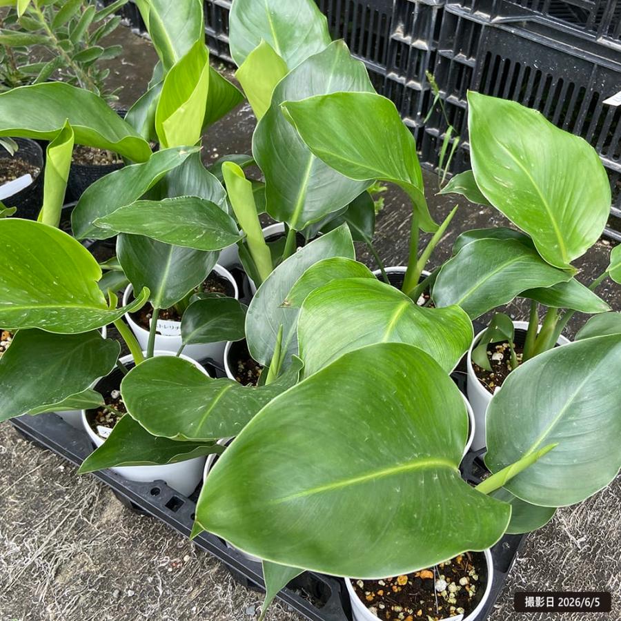 ストレリチア（ストレチア） オーガスタ 4号白鉢植え : 苗木部 花