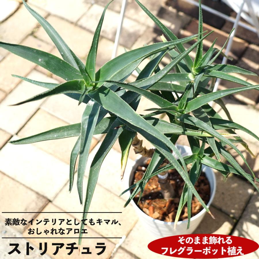 観葉植物にストリアチュラアロエの仲間 フレグラーポット大苗 鉢植え 受け皿付き インテリアプランツ 多肉植物 贈り物｜hanahirobaonline