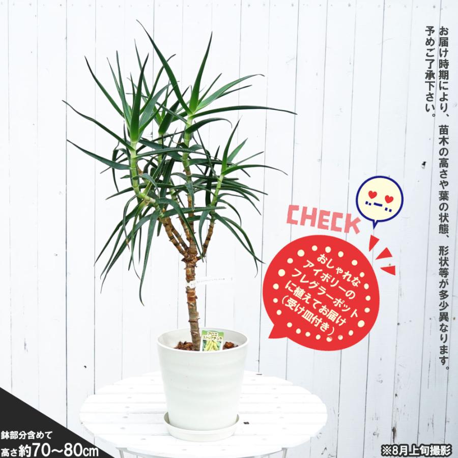 観葉植物にストリアチュラアロエの仲間 フレグラーポット大苗 鉢植え