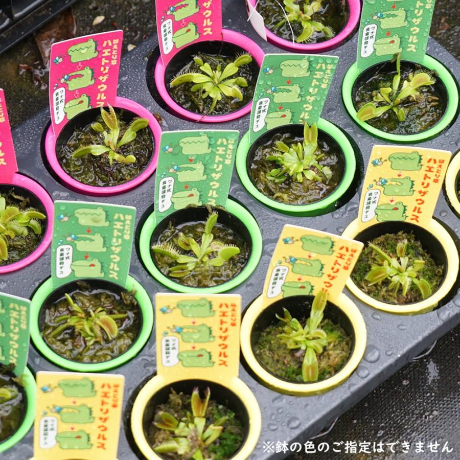 食虫植物 ディオネア ハエトリグサ ハエトリソウ 2.5号鉢植え : 苗木部