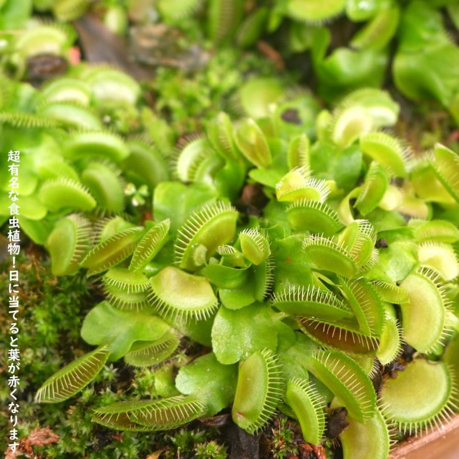 食虫植物 ディオネア ハエトリグサ ハエトリソウ 2.5号鉢植え : 苗木部