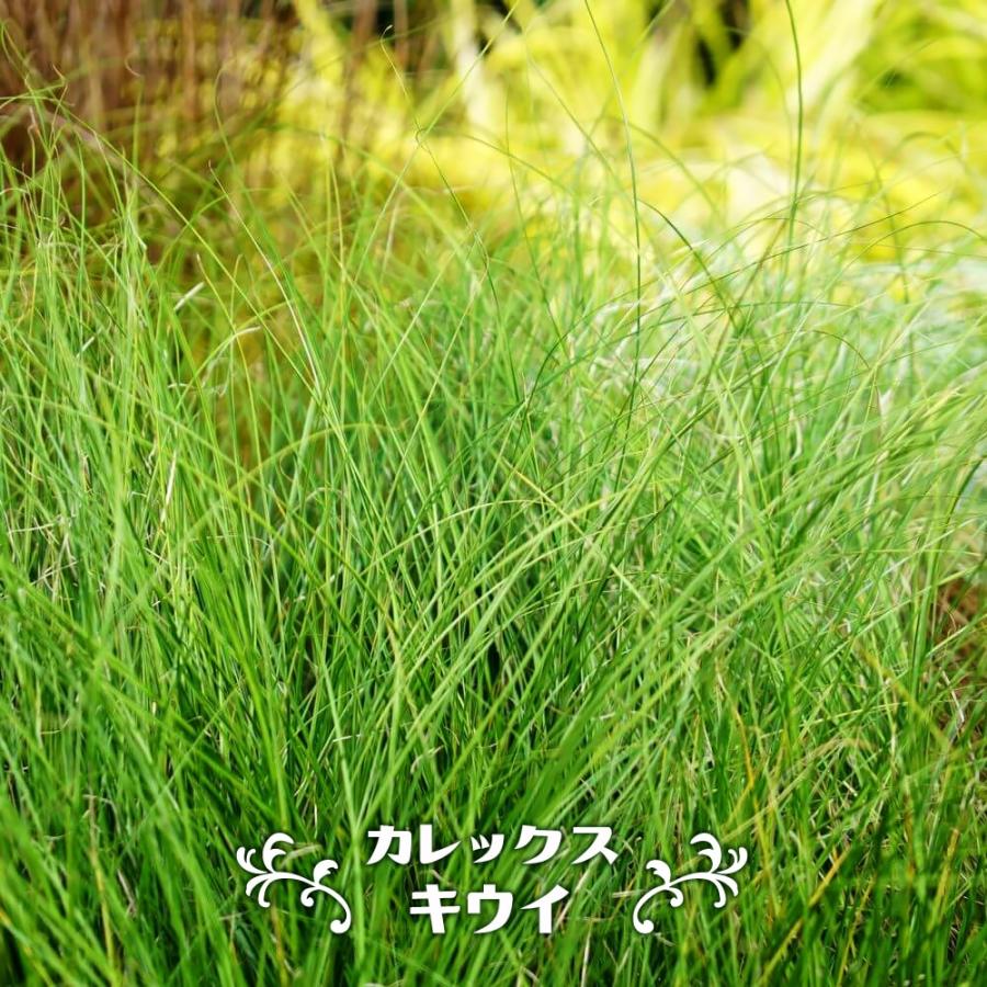カレックス キウイ 5号ポット大苗 : 苗木部 花ひろばオンライン - 通販