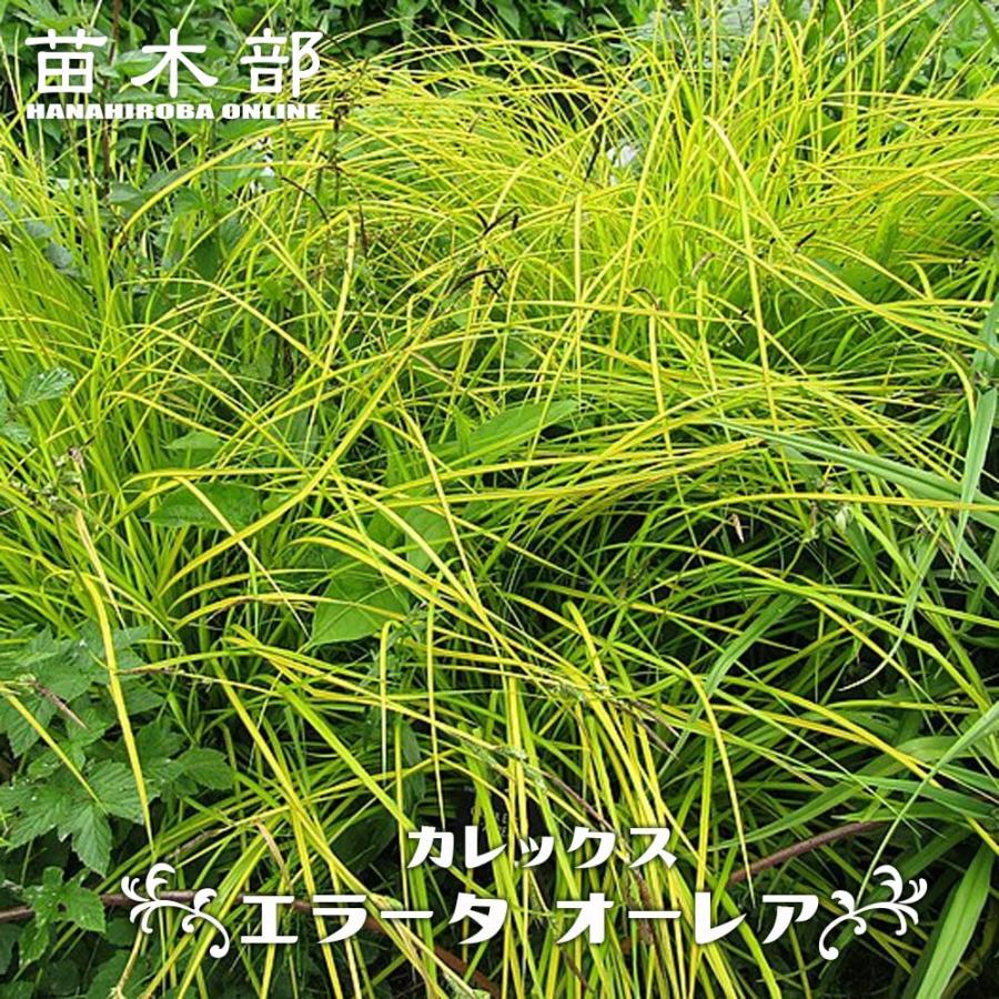 カレックス エラータ オーレア 3号ポット苗 : 苗木部 花ひろば