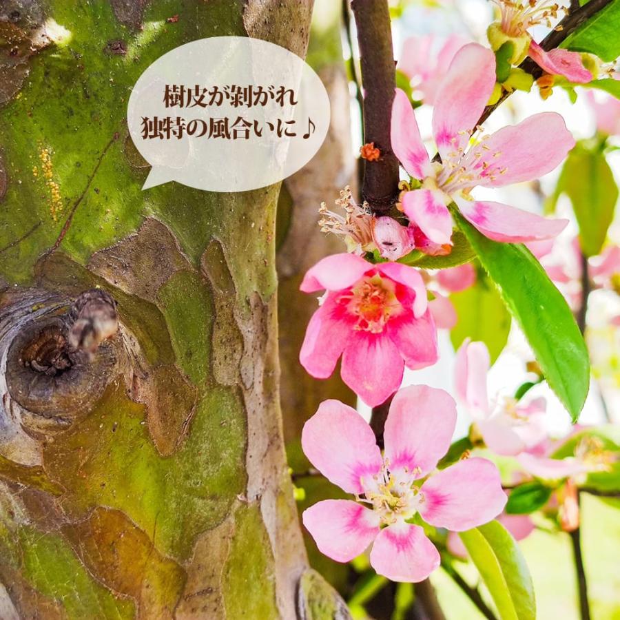 かりん 2年生 接木 苗木 ロングスリット鉢植え 限定販売 : 苗木部 花