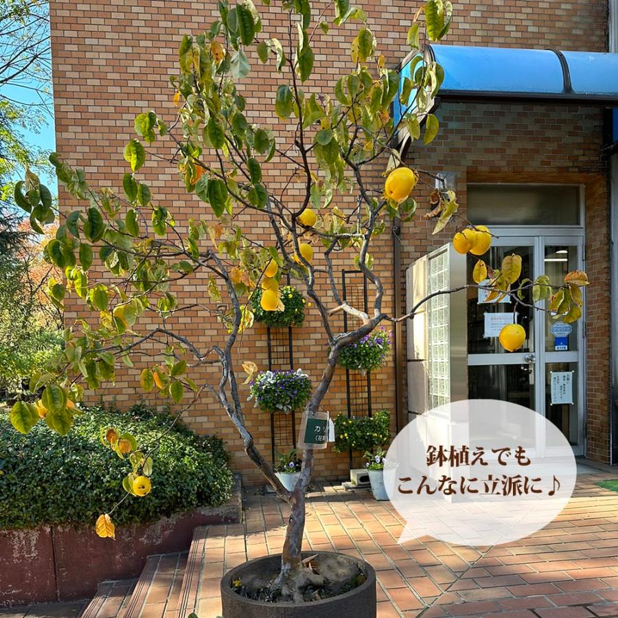 かりん 2年生 接木 苗木 ロングスリット鉢植え 限定販売 : 苗木部 花