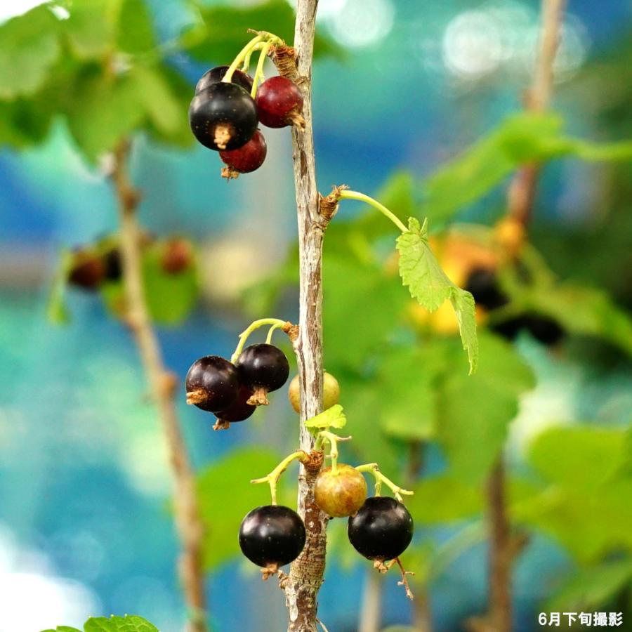 ④カシス　苗木10個　ブラックカーラント　黒房すぐり スグリ：カシス/ブラックカーラント/黒房スグリ | nae-ya