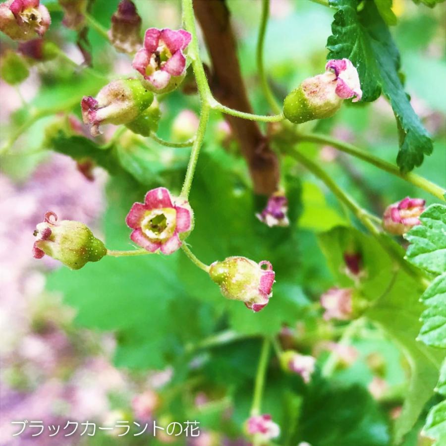 カシス苗 ブラックカーラント 3号ポット苗 : 苗木部 花ひろば