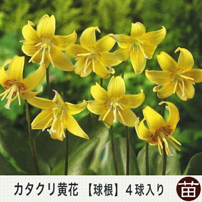 黄花カタクリ 球根 (3球入り） 植え付け時期9月中旬〜12月下旬
